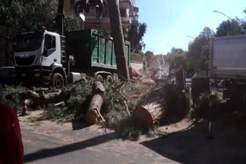 Abbattimenti degli alberi alla Balduina: il Comitato Civico presenta un esposto e chiede trasparenza